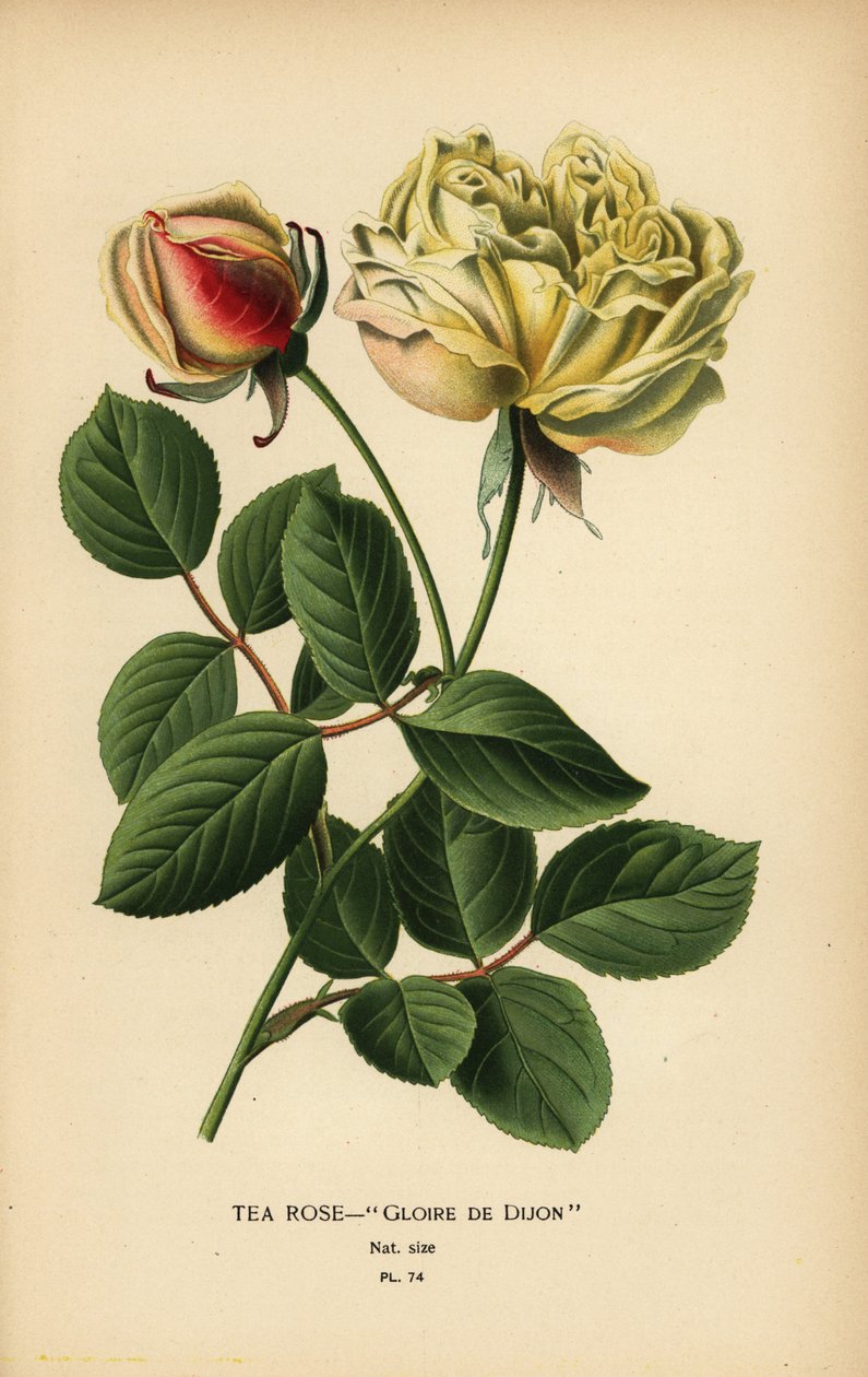 Hybryda róż herbacianych, Gloire de Dijon, Rosa × odorata. autorstwa Désiré Georges Jean Marie Bois