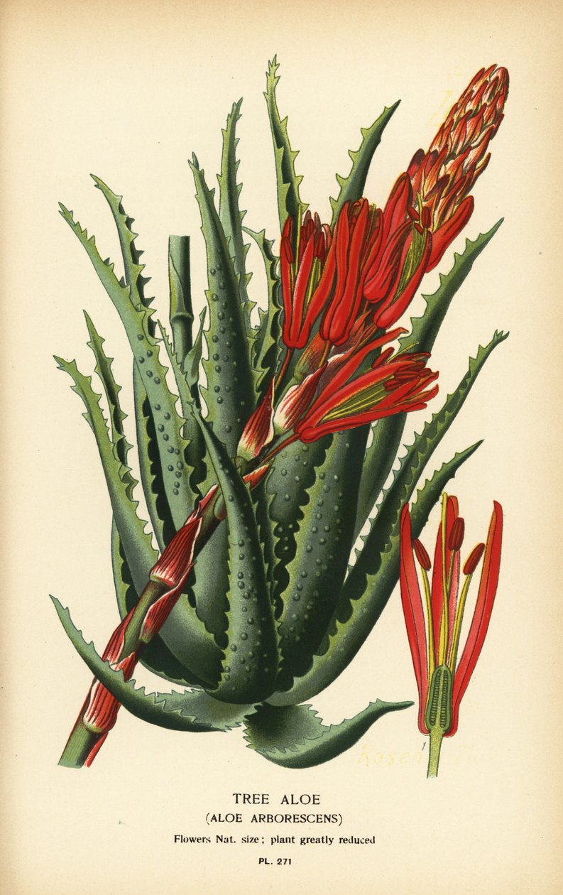 Aloes drzewny, Aloe arborescens. Chromolithograph z ilustracji Desire Bois z filmu Ulubione kwiaty ogrodu i szklarni Edwarda Stepa, Frederick Warne, Londyn autorstwa Désiré Georges Jean Marie Bois