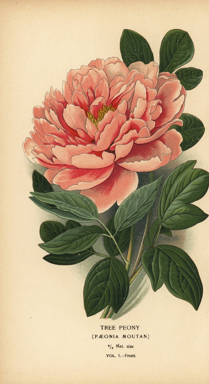 Piwonia drzewiasta, Paeonia moutan. autorstwa Désiré Georges Jean Marie Bois