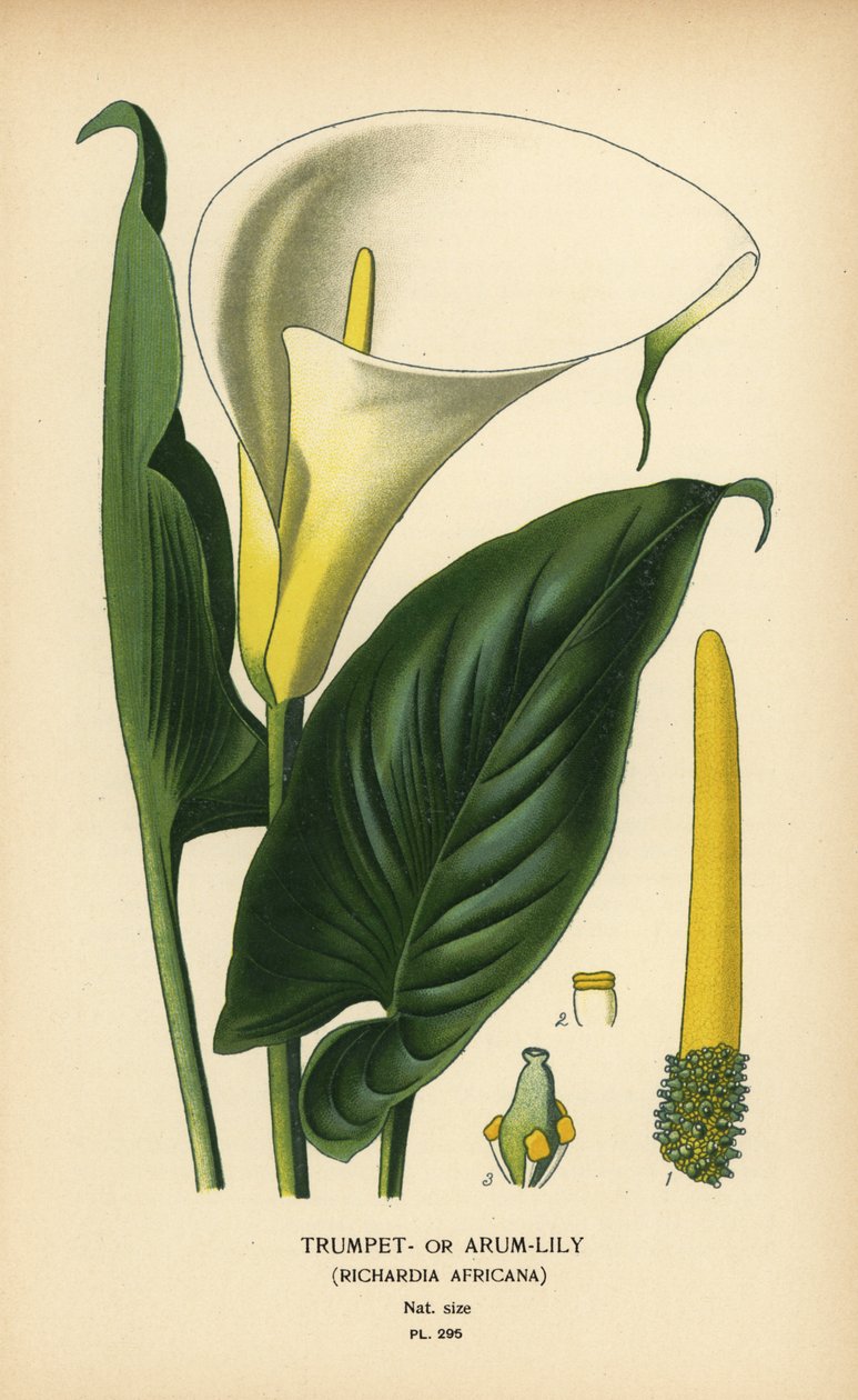 Lilia trąbkowa, lilia arumowa lub lilia Calla, Zantedeschia aethiopica (Richardia africana). Chromolithograph z ilustracji Desire Bois z filmu Ulubione kwiaty ogrodu i szklarni Edwarda Stepa, Frederick Warne, Londyn autorstwa Désiré Georges Jean Marie Bois