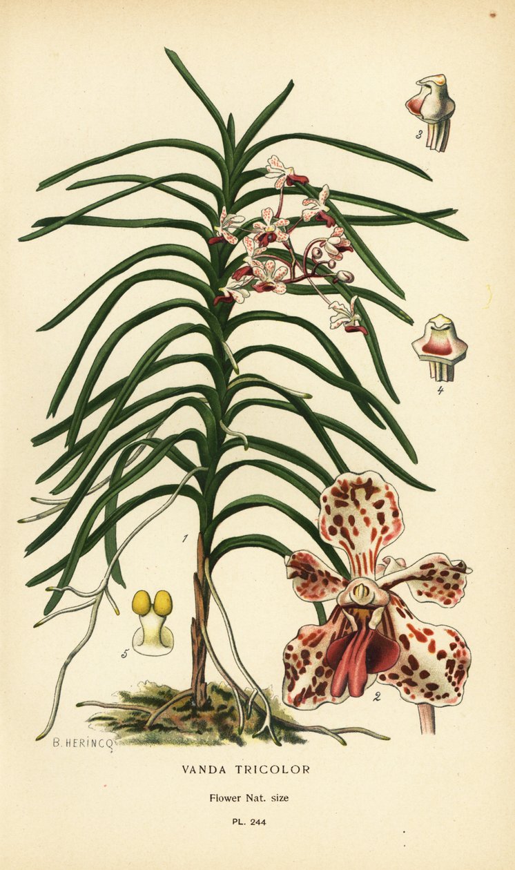 Wanda trójkolorowa orchidea. Chromolitografia z ilustracji B. Herincqa z książki Ulubione kwiaty ogrodu i szklarni Edwarda Stepa, Frederick Warne, Londyn autorstwa Désiré Georges Jean Marie Bois