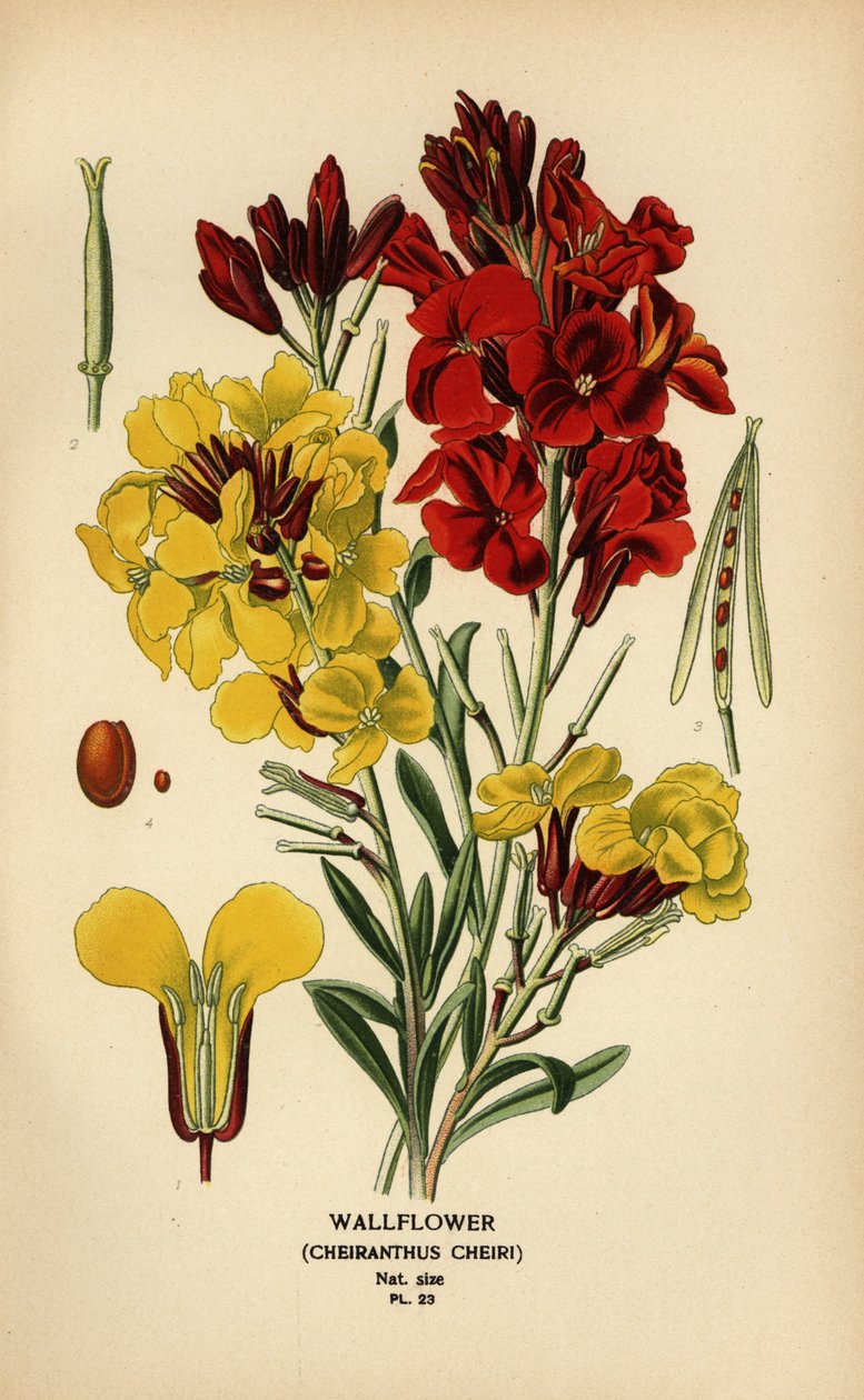 Wallflowers, Erysimum × cheiri. autorstwa Désiré Georges Jean Marie Bois