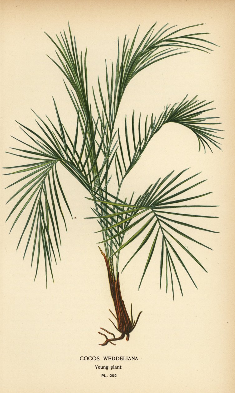 Palma Weddella, Lytocaryum weddellianum, młoda roślina (Cocos weddeliana). Chromolithograph z ilustracji Desire Bois z filmu Ulubione kwiaty ogrodu i szklarni Edwarda Stepa, Frederick Warne, Londyn autorstwa Désiré Georges Jean Marie Bois