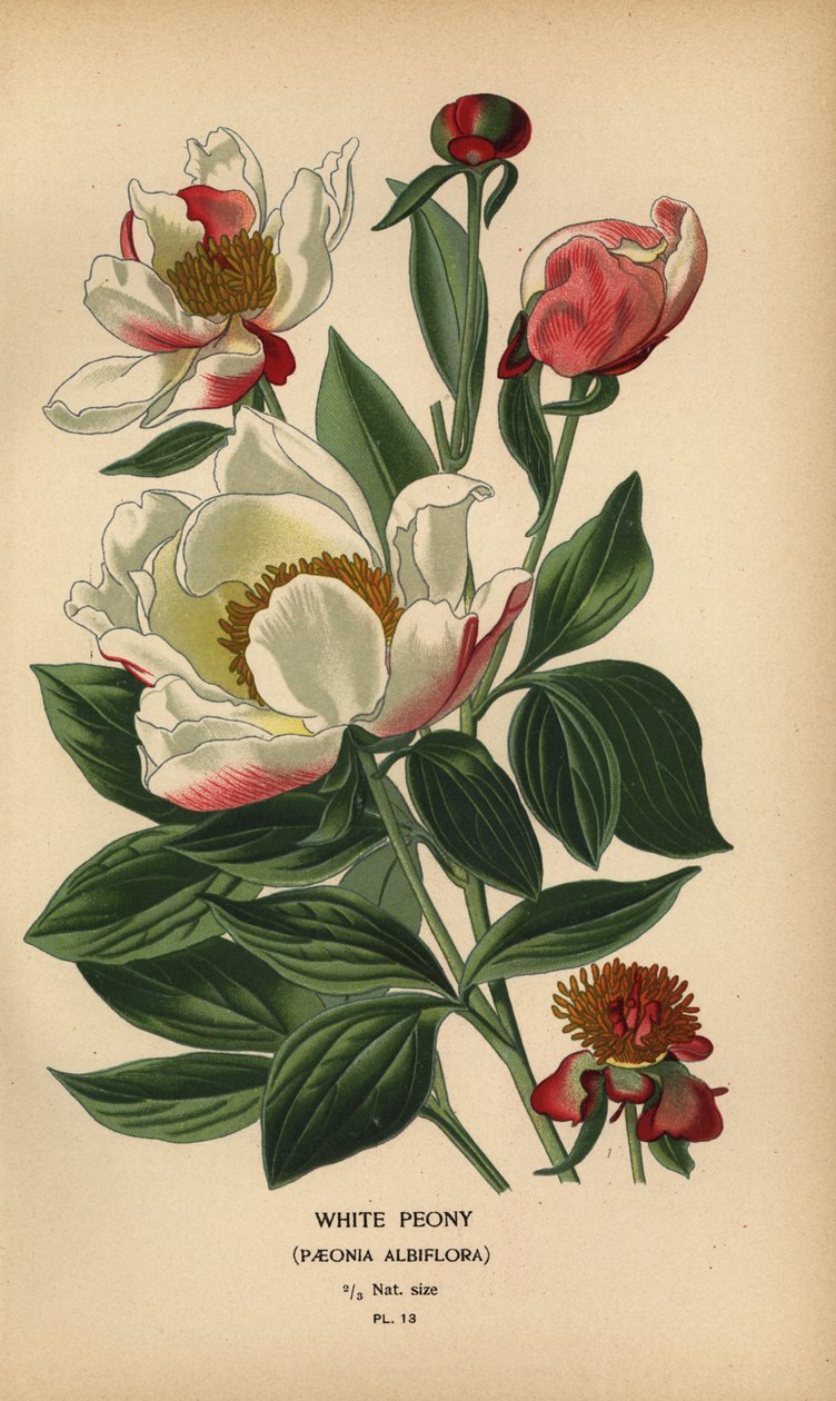 Biała piwonia, Paeonia lactiflora. autorstwa Désiré Georges Jean Marie Bois