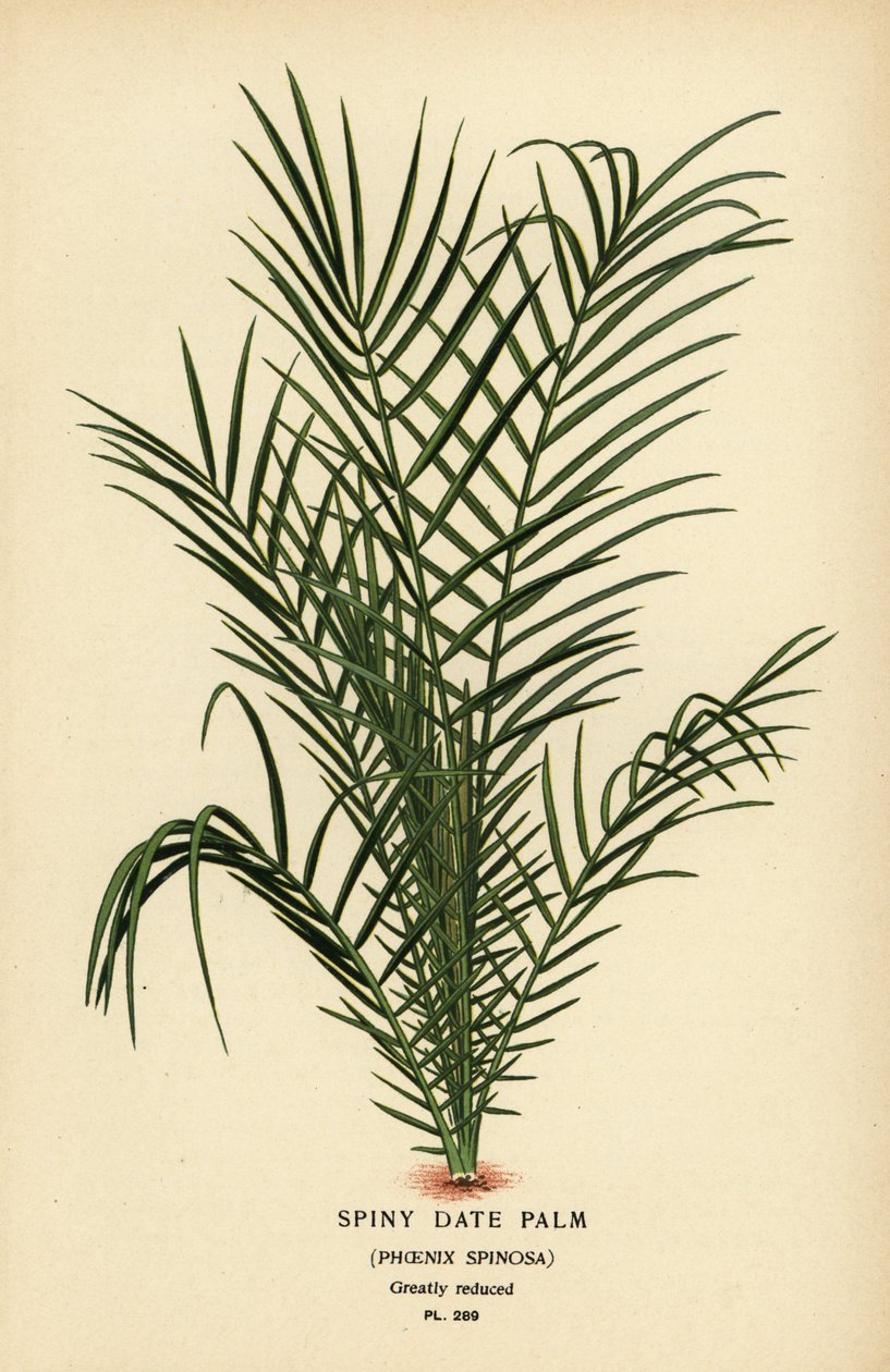 Dzika palma daktylowa lub palma daktylowa Senegal, Phoenix reclinata (Spiny palma daktylowa, Phoenix spinosa). Chromolithograph z ilustracji Desire Bois z filmu Ulubione kwiaty ogrodu i szklarni Edwarda Stepa, Frederick Warne, Londyn autorstwa Désiré Georges Jean Marie Bois