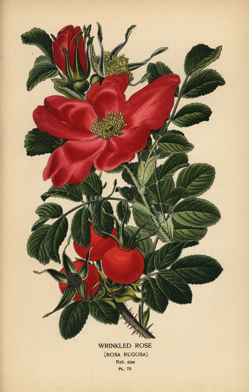 Pomarszczona róża, Rosa rugosa. autorstwa Désiré Georges Jean Marie Bois