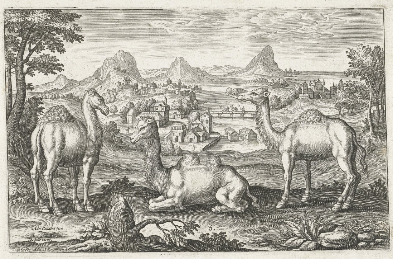 Trzy wielbłądy, rytowane przez Adriaena Collaerta (ok. 1560 ? 1618) autorstwa Dutch School