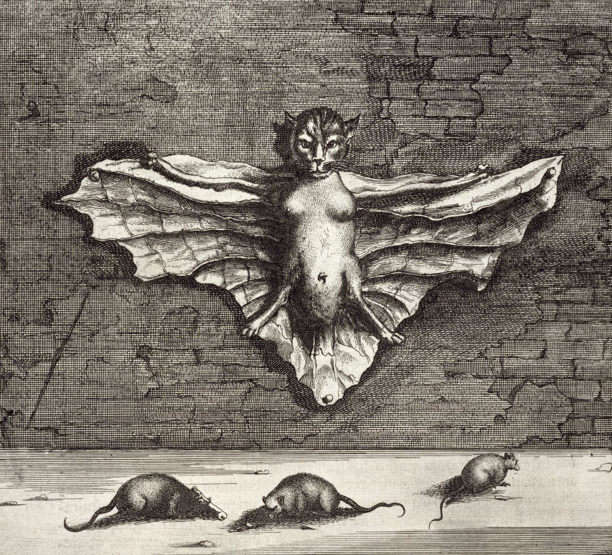 Nietoperz znany jako Latający Kot, z Chin Ilustrowany przez Athanasius Kircher (1601-80) 1667 autorstwa Dutch School