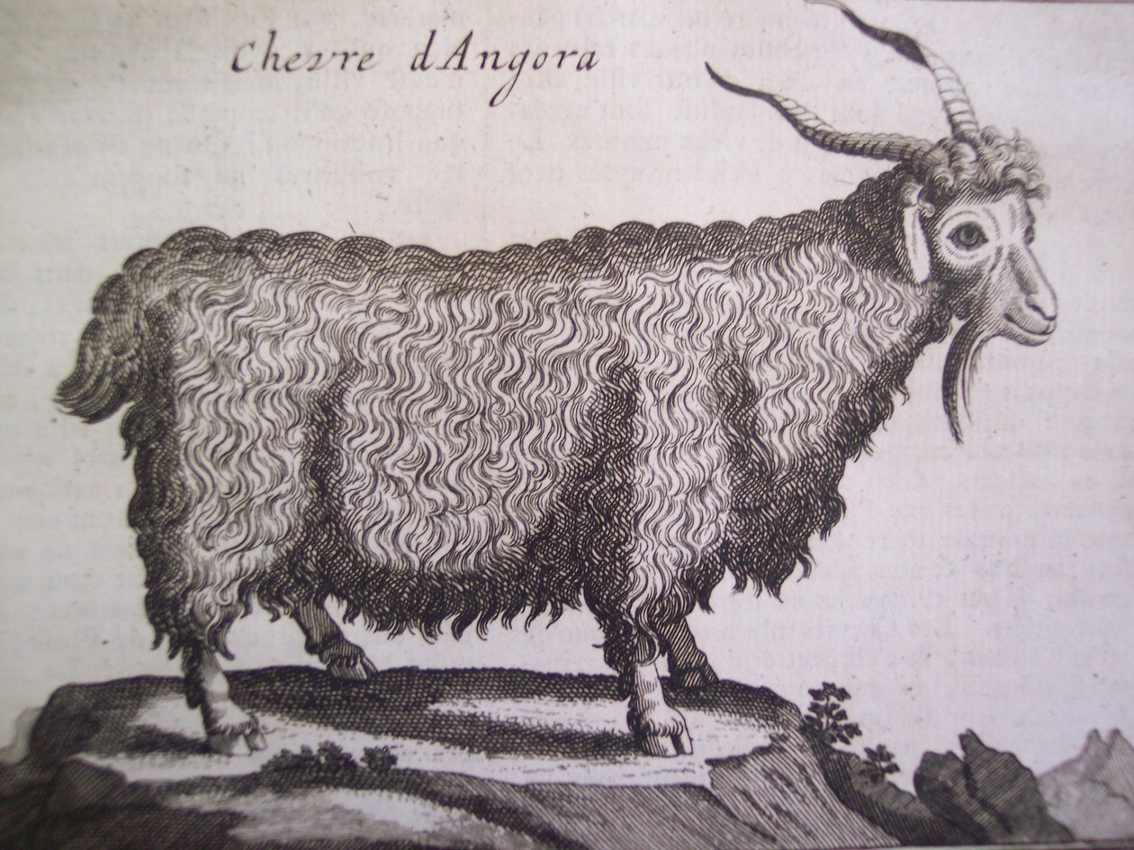 Koza angorska, z Relation dun Voyage du Levant autorstwa Josepha Pittona de Tournefort, Amsterdam, 1718 autorstwa Dutch School