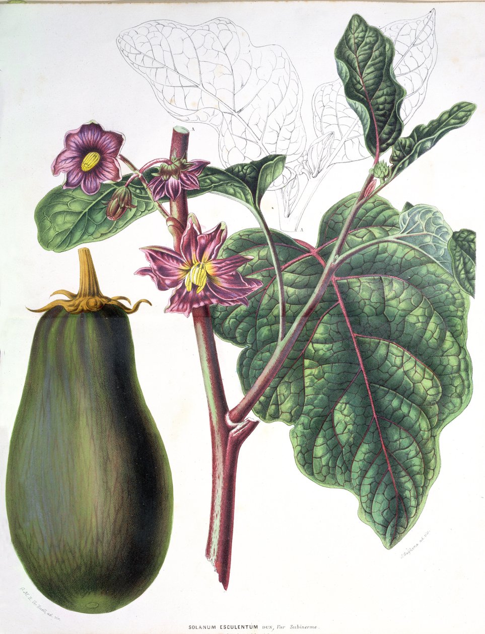 Bakłażan, talerz botaniczny z Flory Ogrodów Królestwa Niderlandów, A. W. Sythoff, 1860 autorstwa Dutch School