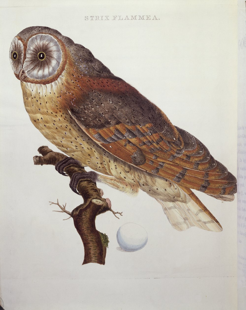 Płomykówka zwyczajna (Strix Flammea) 1796 autorstwa Dutch School