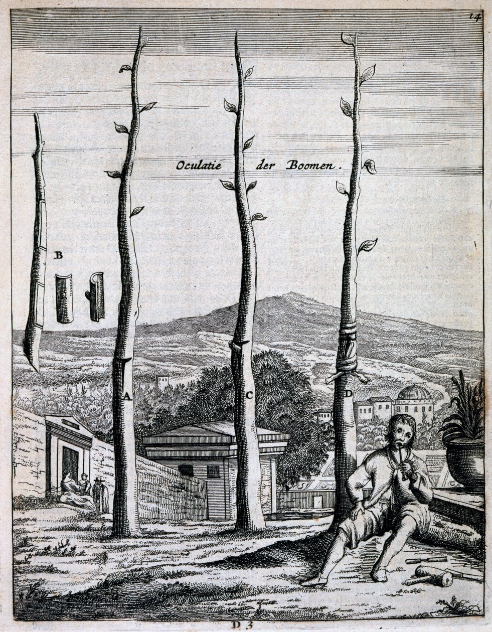 Drzewa owocowe, z De Nederlandze Hesperides autorstwa Jana Commelina, opublikowane w 1676 r. autorstwa Dutch School