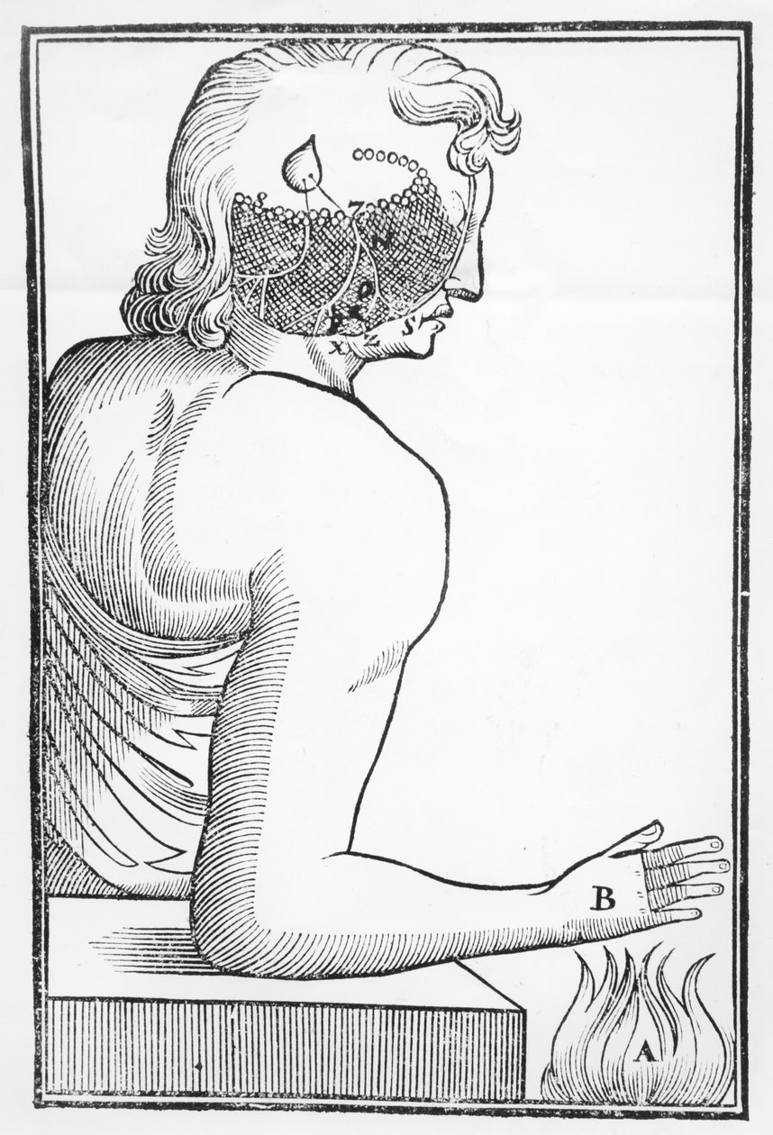 Ilustracja działania i wpływu szyszynki na układ nerwowy człowieka w odniesieniu do reakcji na ogień z Tractatus de Homine, opublikowanej w Amsterdamie przez Elsevier, 1677 autorstwa Dutch School