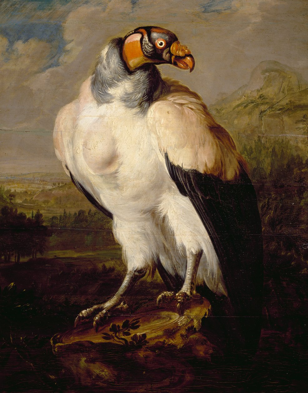 King Vulture, obraz nieznanego holenderskiego artysty, Holandia autorstwa Dutch School