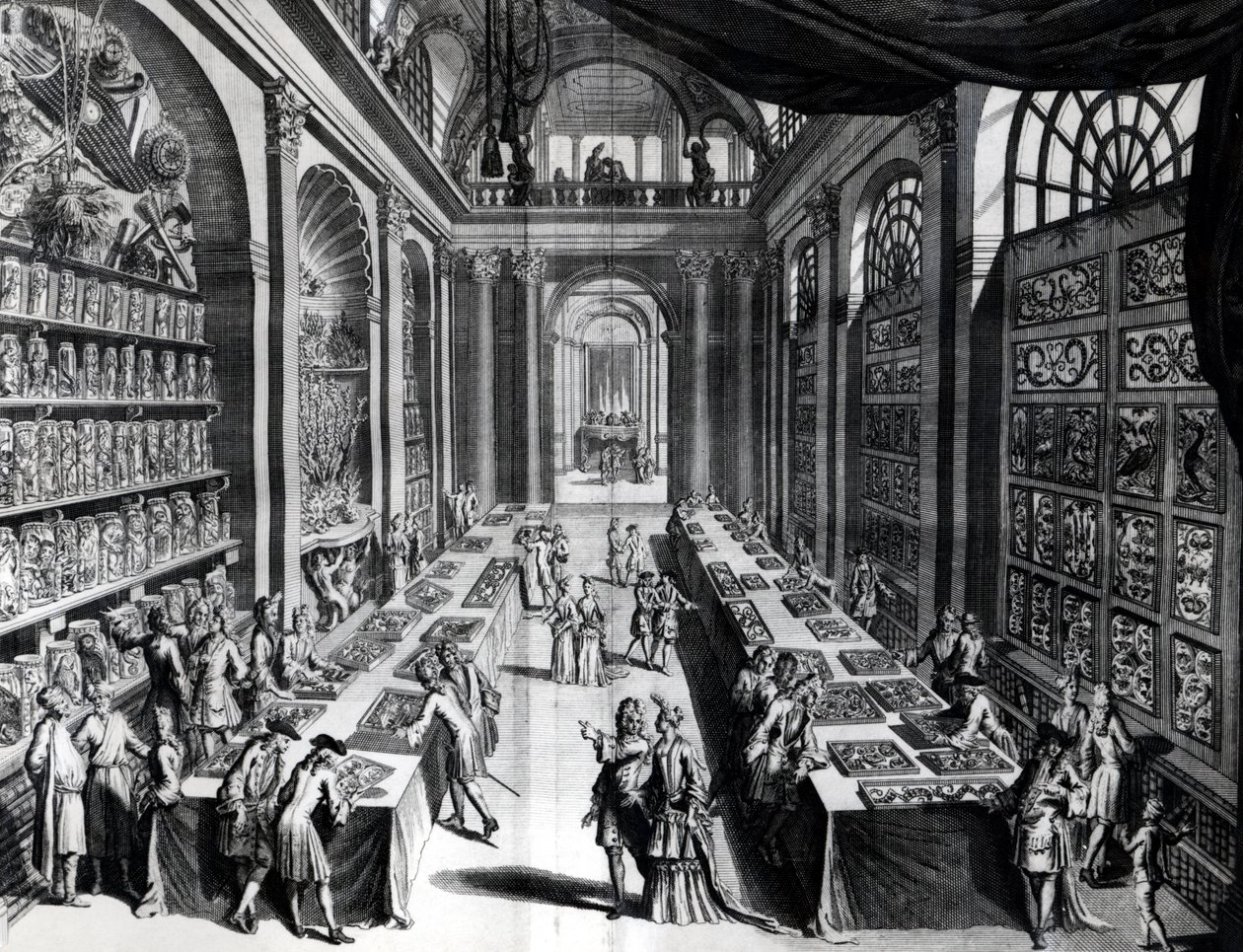 Kolekcja osobliwości Levin Vincents, ilustracja z Theatre de la Merveilles de la Nature, ok. 1719 autorstwa Dutch School