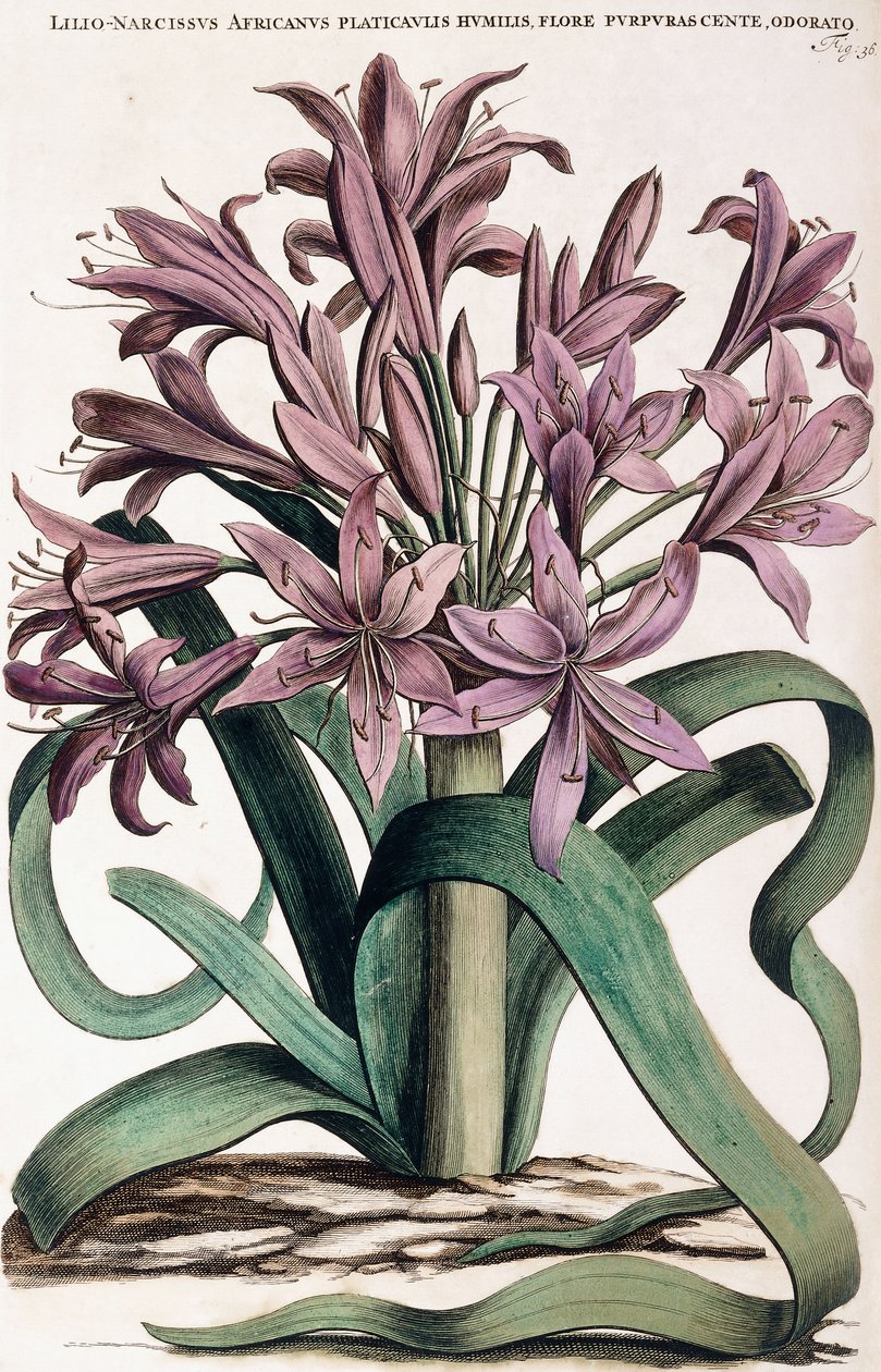 Lillio-Narcissus , 1697-1701 autorstwa Dutch School