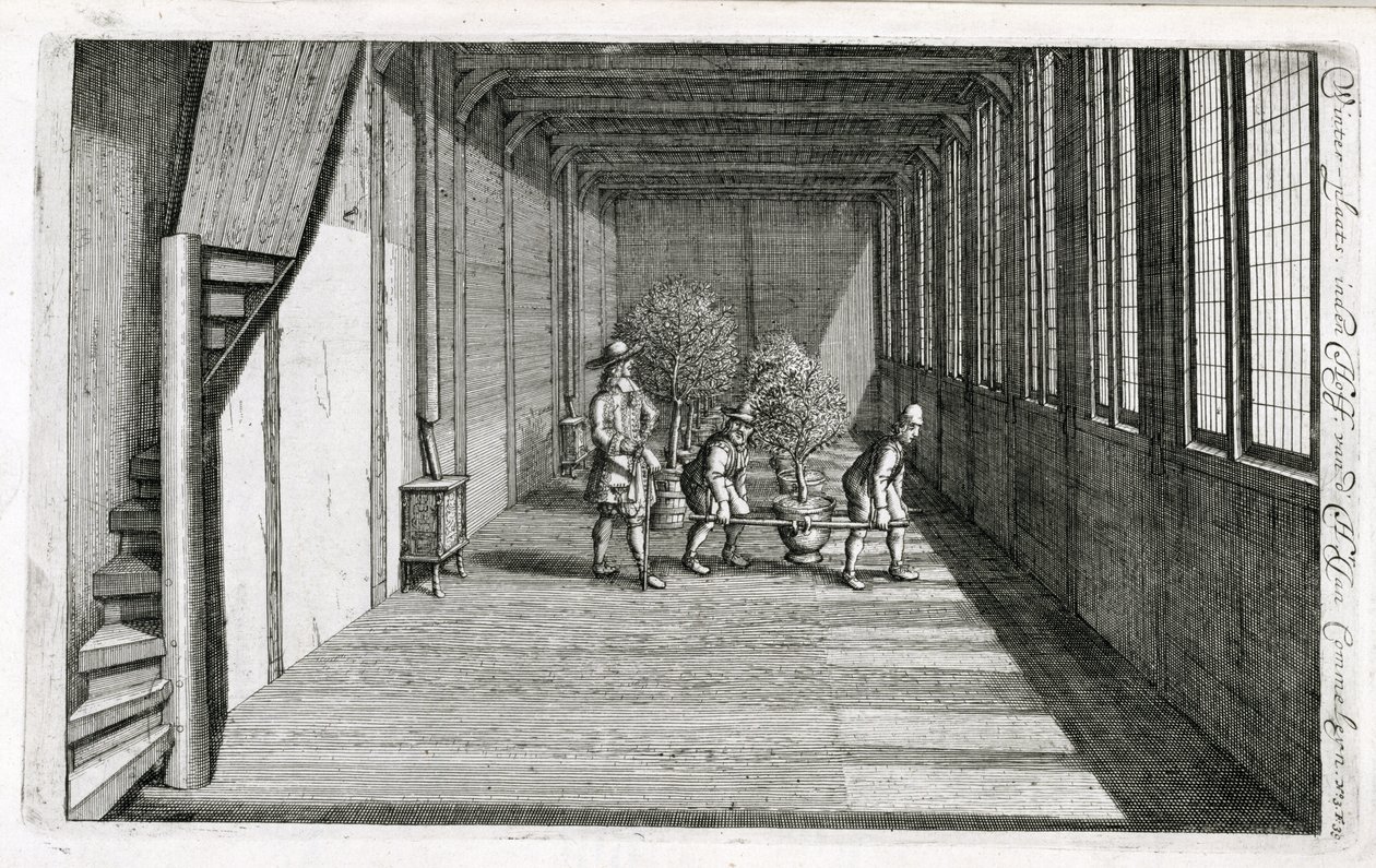 Przenoszenie drzew do ogrodu na lato, z De Nederlandse Hesperides Jana Commelina, opublikowane 1676 autorstwa Dutch School