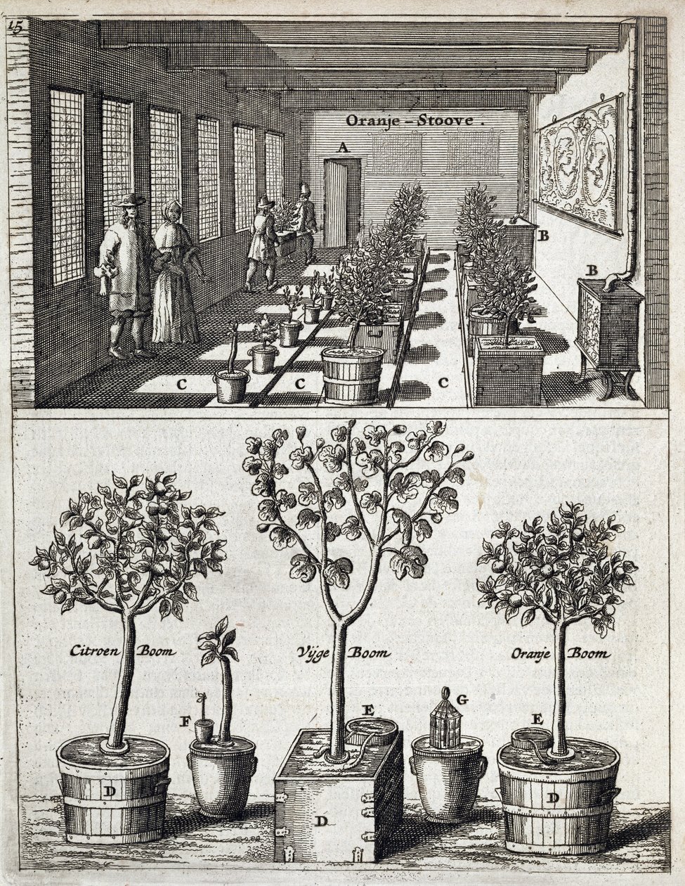 Oranżeria, z De Nederlandze Hesperides Jana Commelina, wydana w 1676 r. autorstwa Dutch School