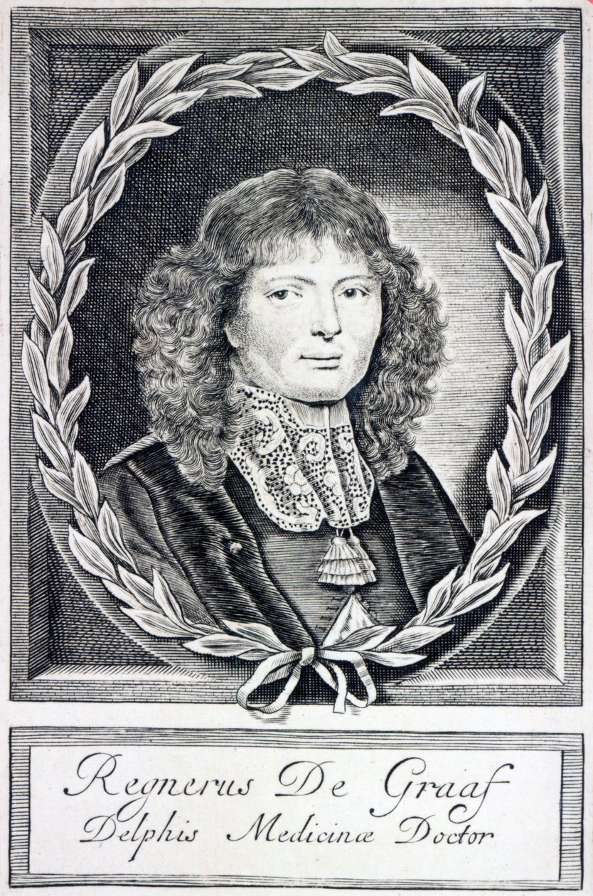 Regnier de Graaf, ok. 1670 autorstwa Dutch School