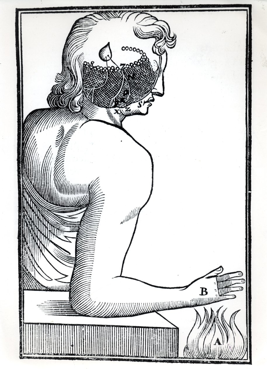 Percepcja zmysłów z De Homine Figuris Rene Descartes (1596-1650) opublikowanej w Amsterdamie, 1677 autorstwa Dutch School