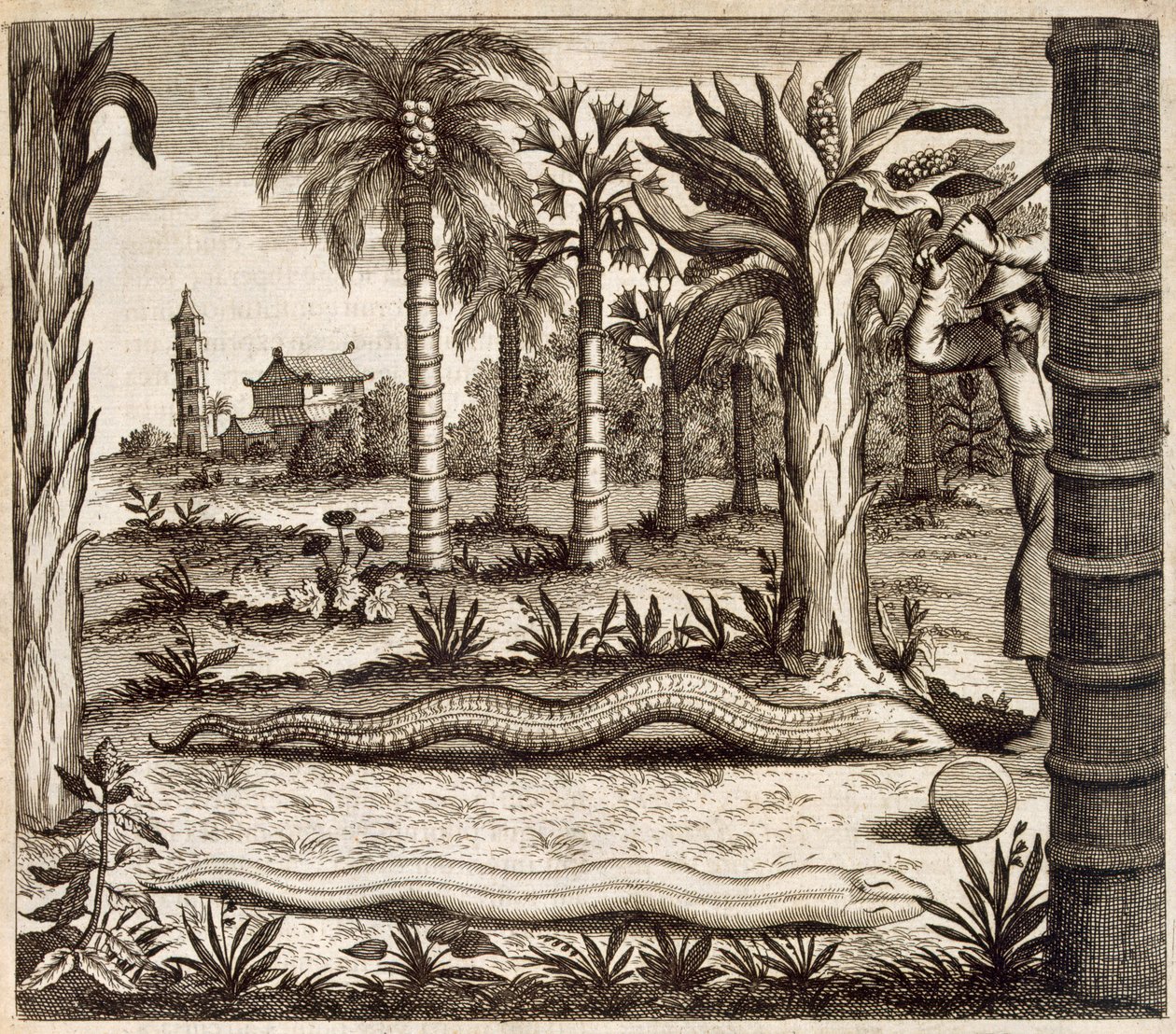 Kamienny wąż z Chin Ilustrowany przez Athanasius Kircher (1601-80) 1667 autorstwa Dutch School