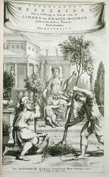 Strona tytułowa z „De Nederlandze Hesperides” Jana Commelina, opublikowana 1676 (rycina) autorstwa Dutch School