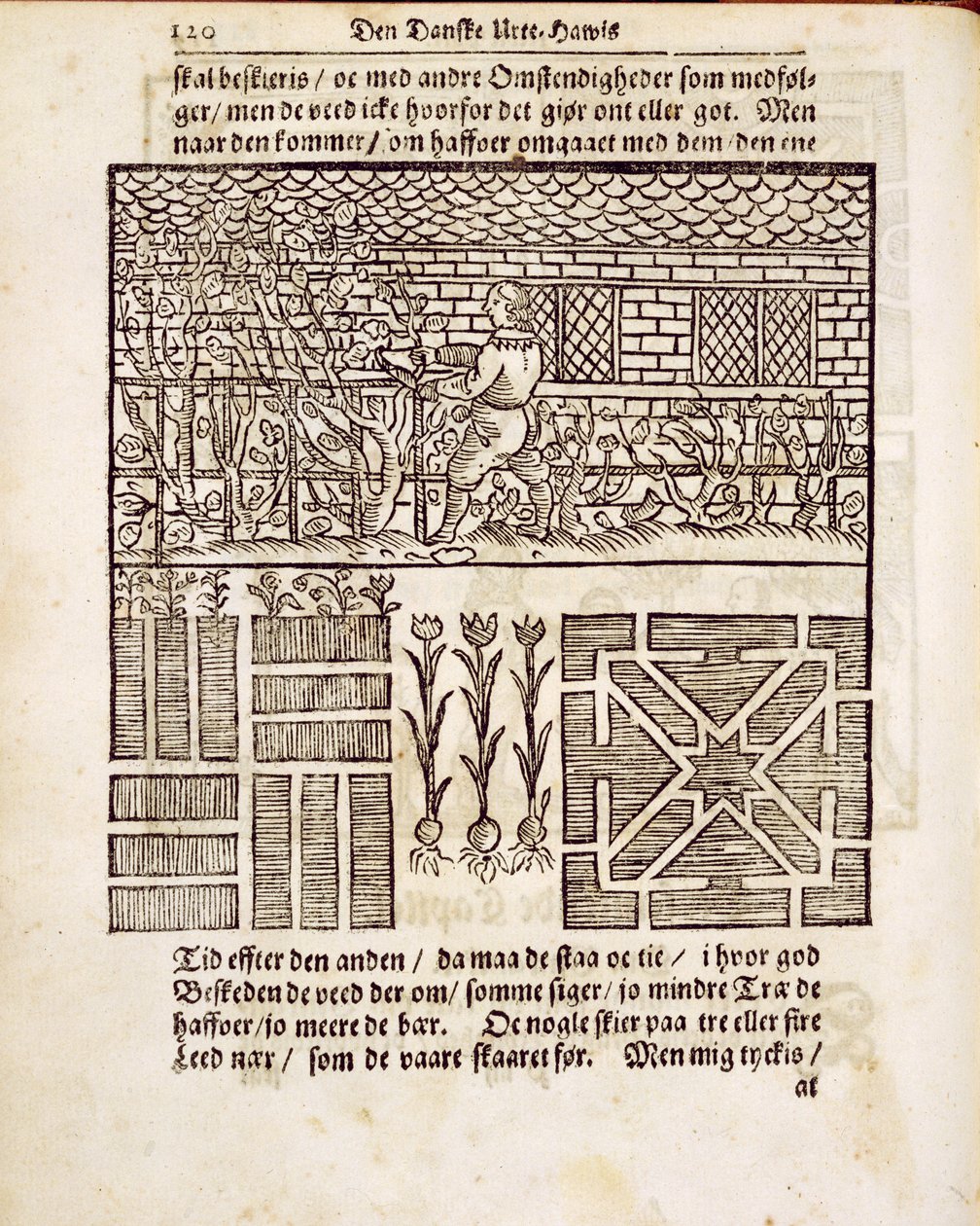 Szkolenie i sadzenie w ogrodzie, z The Dutch Gardener, Johann van der Groen, opublikowane 1699 autorstwa Dutch School