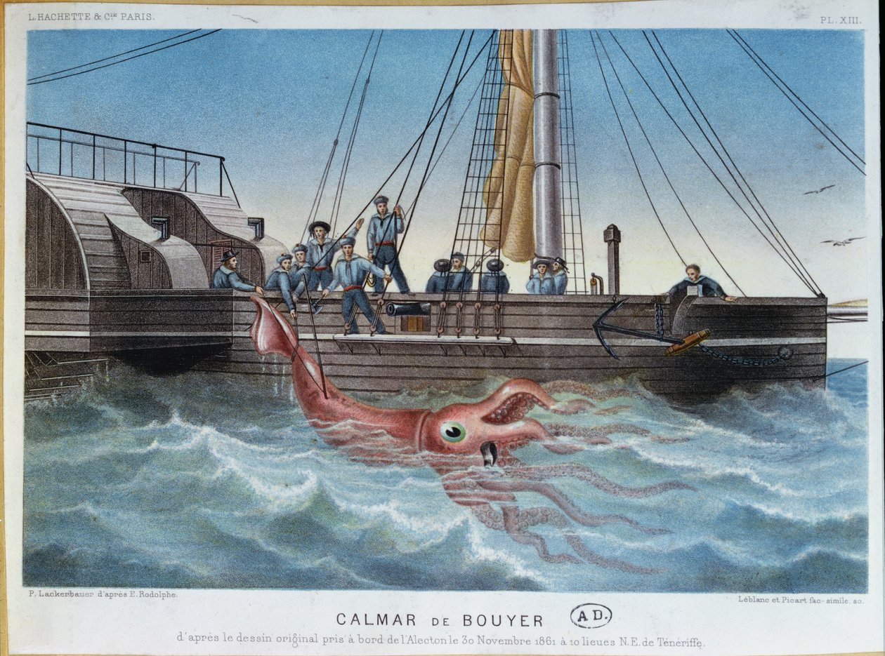 Kałamarnica olbrzymia złapana przez Alekton u wybrzeży Teneryfy, 30 listopada 1861, grawerowana przez Leblanc & Picart autorstwa E. Rodolphe