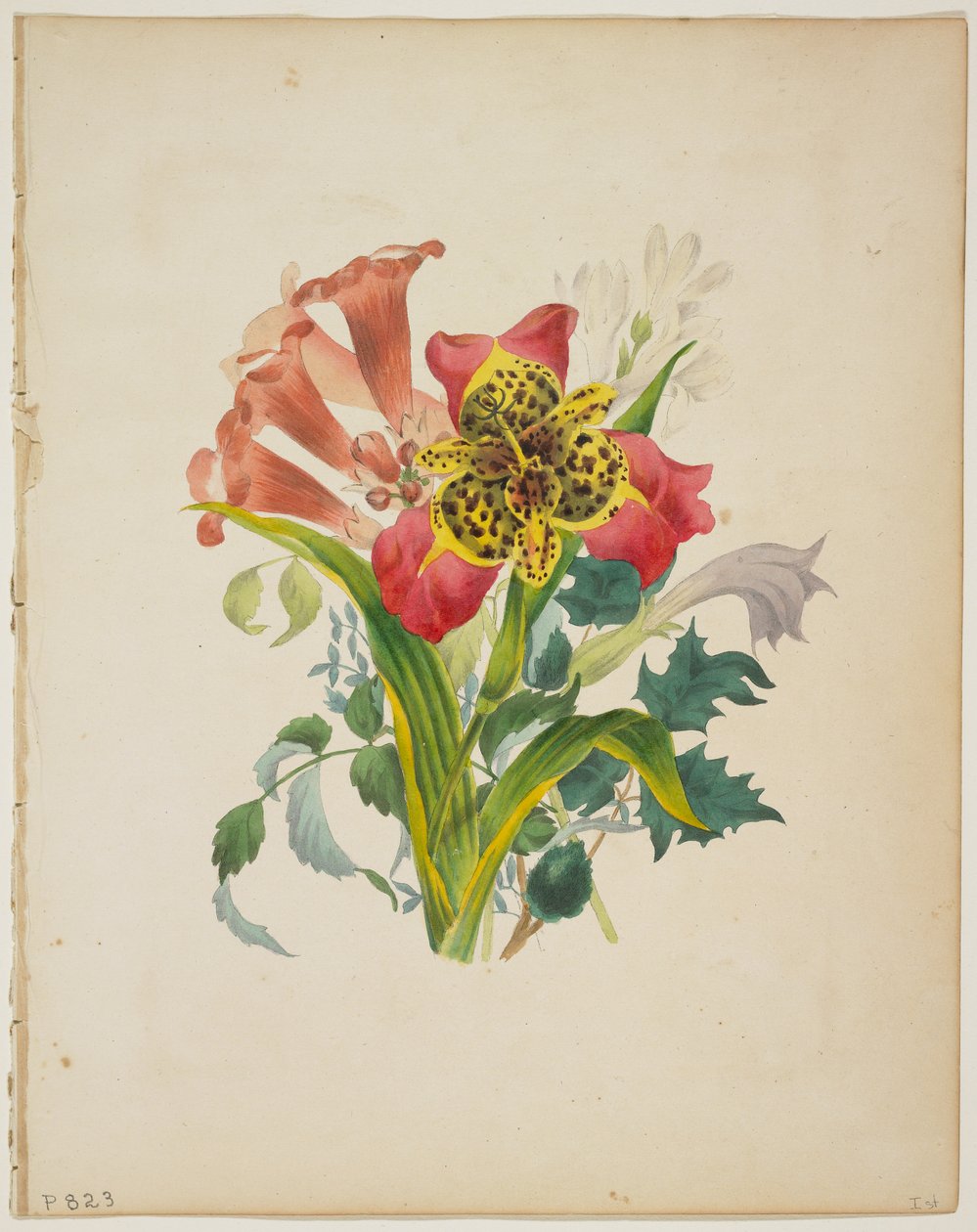 Bukiet winorośli trąbkowych, ze Słownika Flory, 1838 autorstwa E. W. Wirt