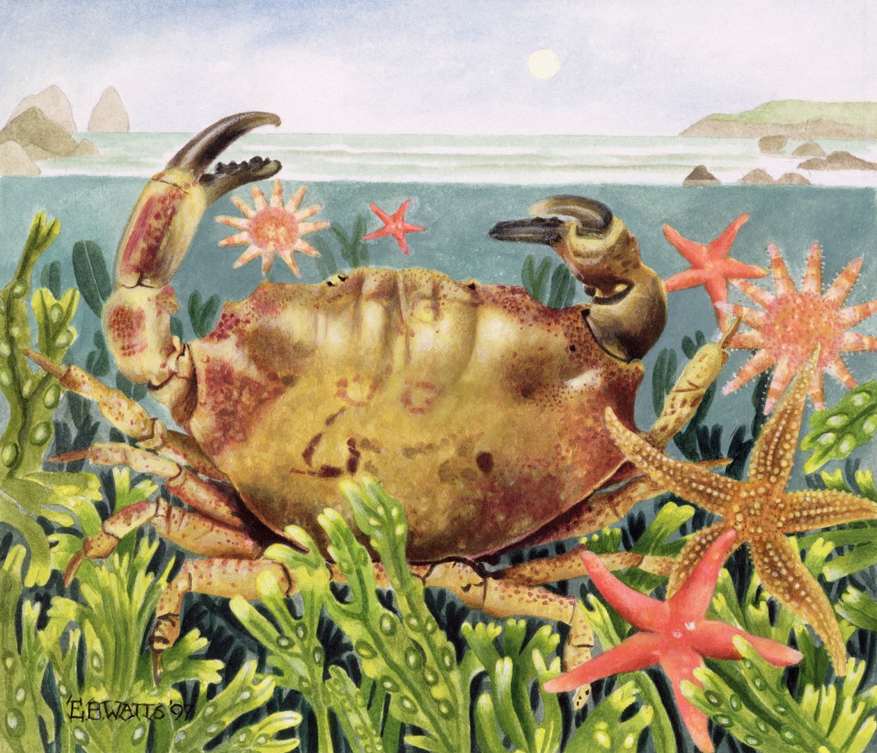 Krab bruzdowany z rozgwiazdą pod wodą, 1997 (akryl na papierze) autorstwa E.B. Watts