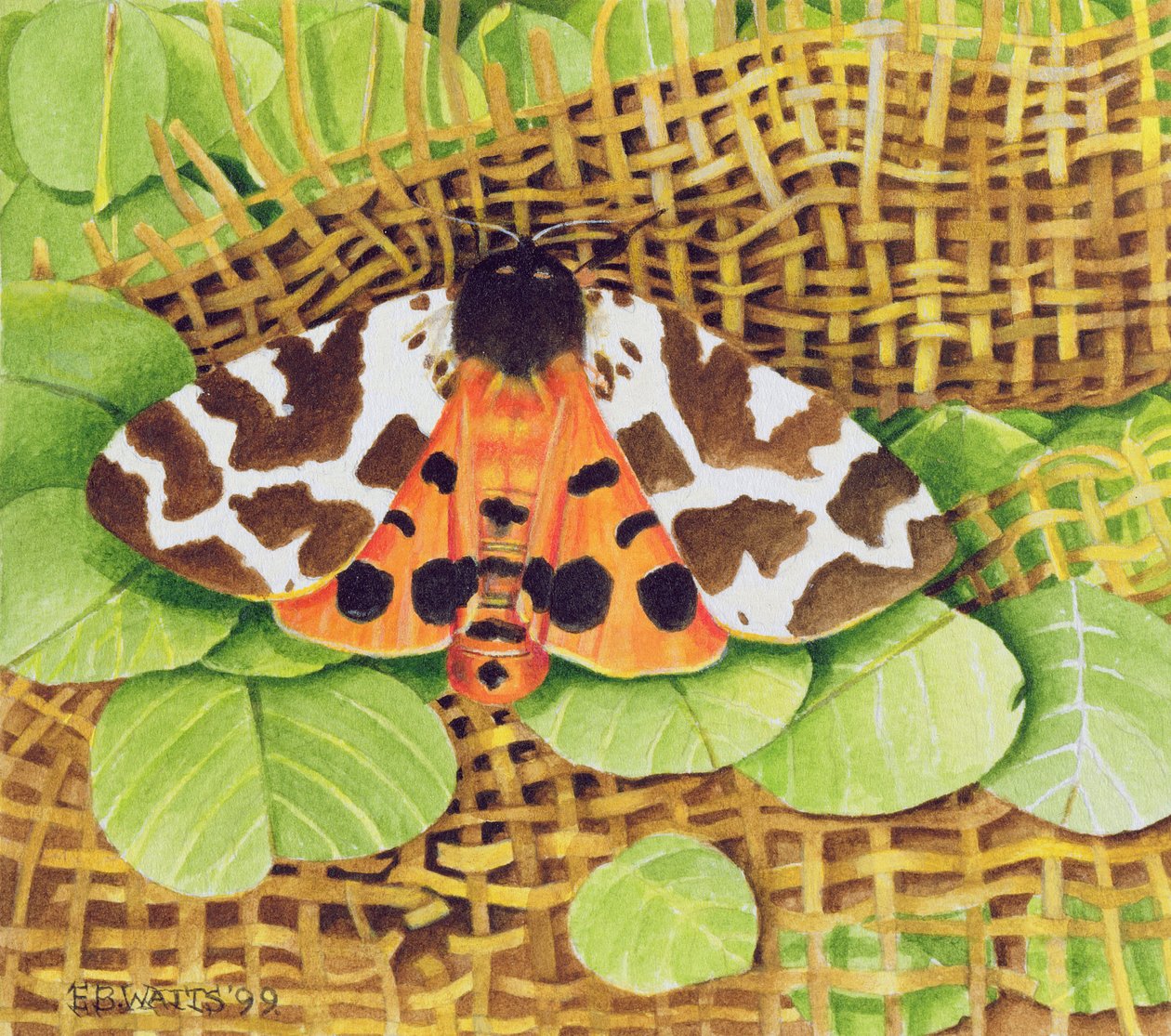 Tiger Moth, 1999 (akryl na papierze) autorstwa E.B. Watts