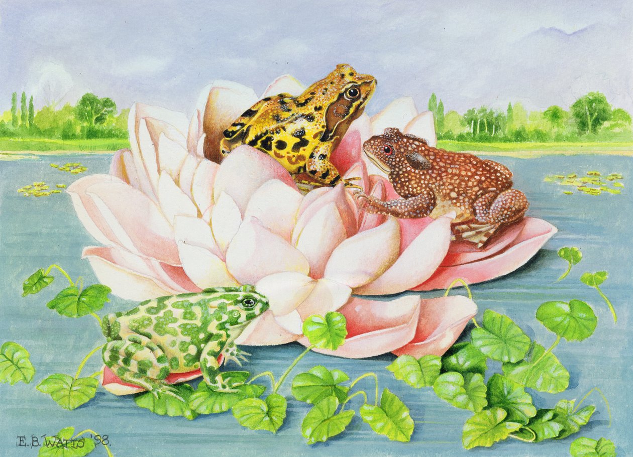 Lilia wodna, 1998 (akryl na papierze) autorstwa E.B. Watts