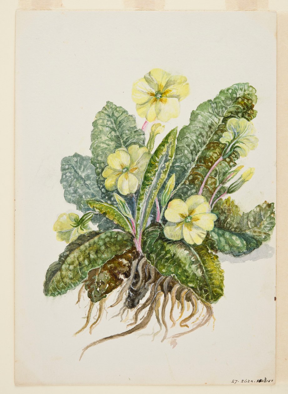 Primula vulgaris Wiesiołek Huds, ok. 1920 r. autorstwa EF Crowley