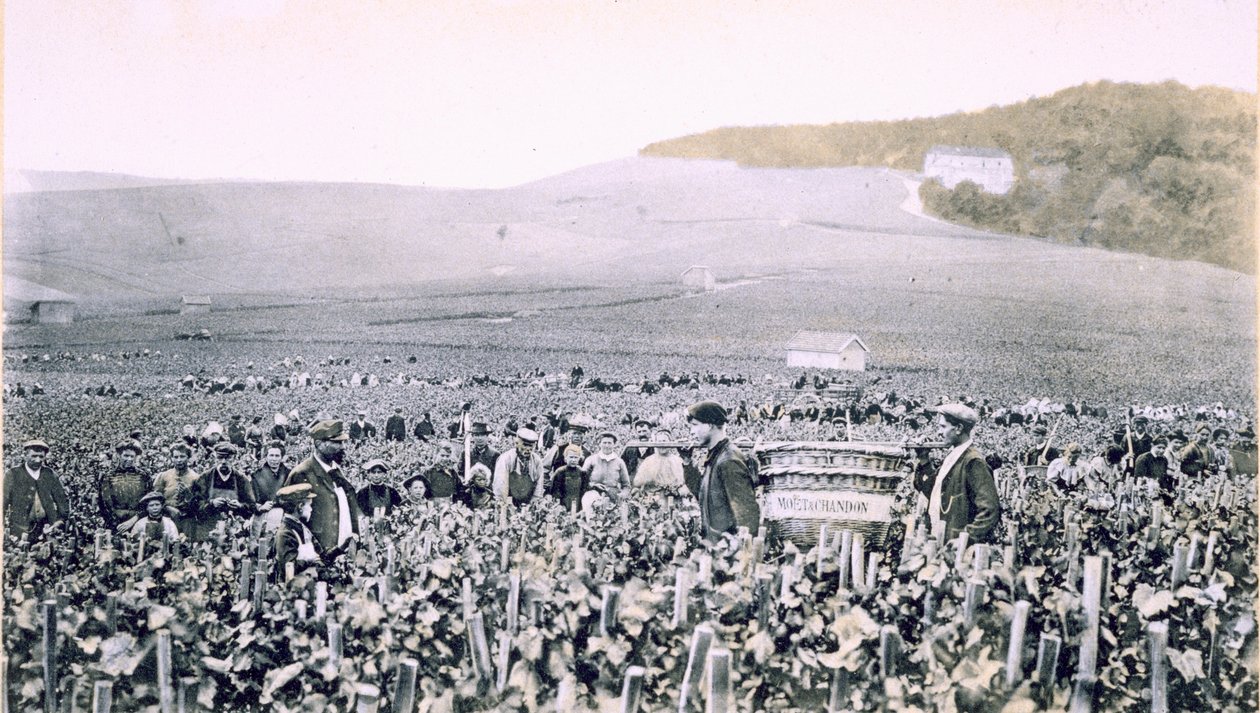 Zbieranie winogron z „Le France Vinicole”, sztych. B. Arnaud, wyd. Moet und Chandon, Epernay (fotolitho) autorstwa E.M. Choque