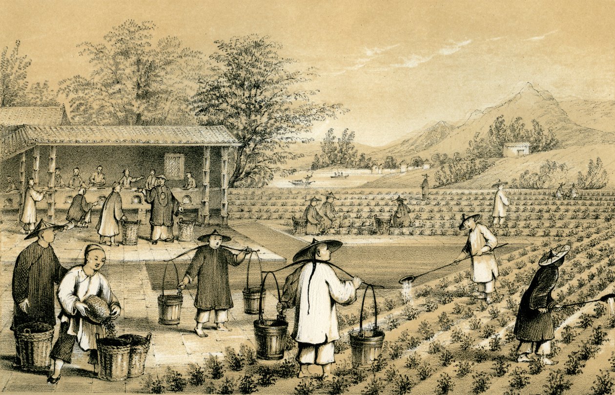Kultura i przygotowanie herbaty, Chiny, 1847. autorstwa E Gilks