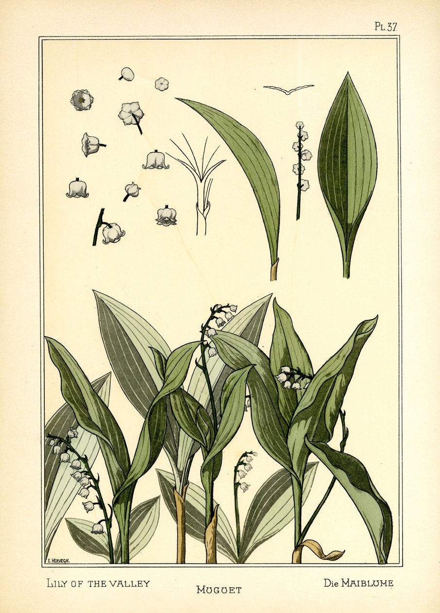 Konwalia autorstwa E. Hervegh