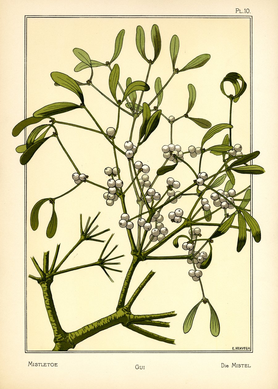 Jemioła autorstwa E. Hervegh