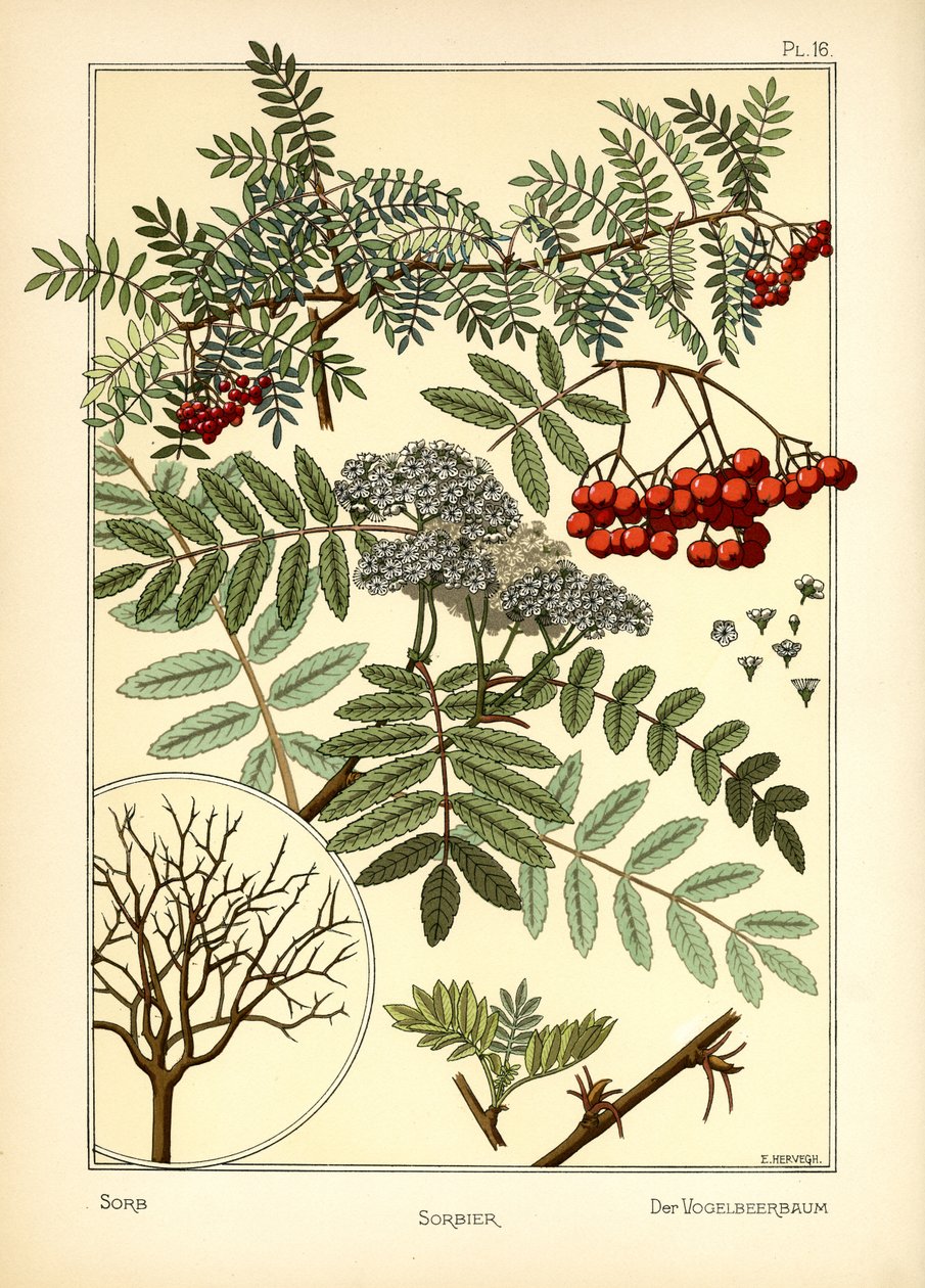 Łużyczan autorstwa E. Hervegh