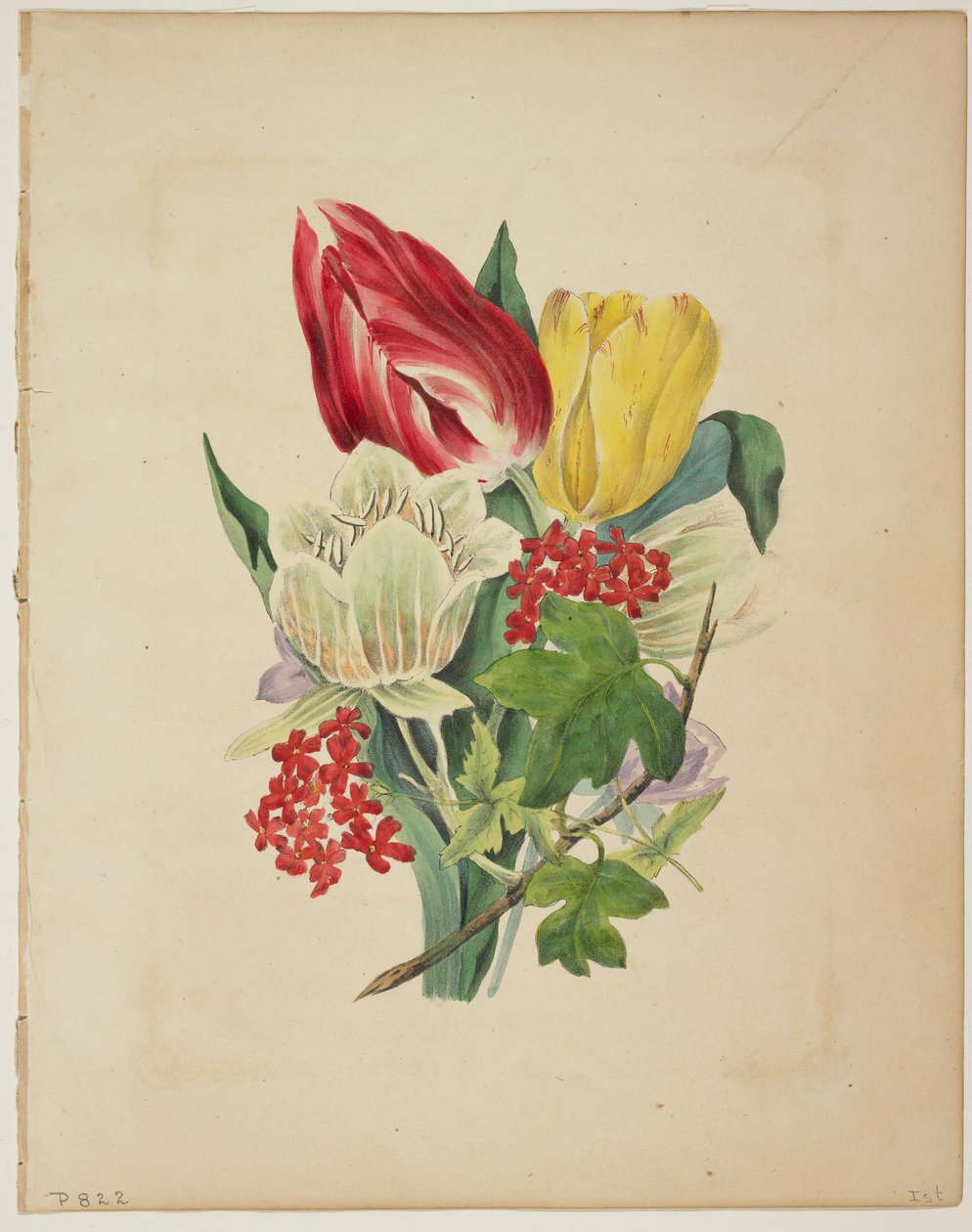 Bukiet tulipanów, z Flora