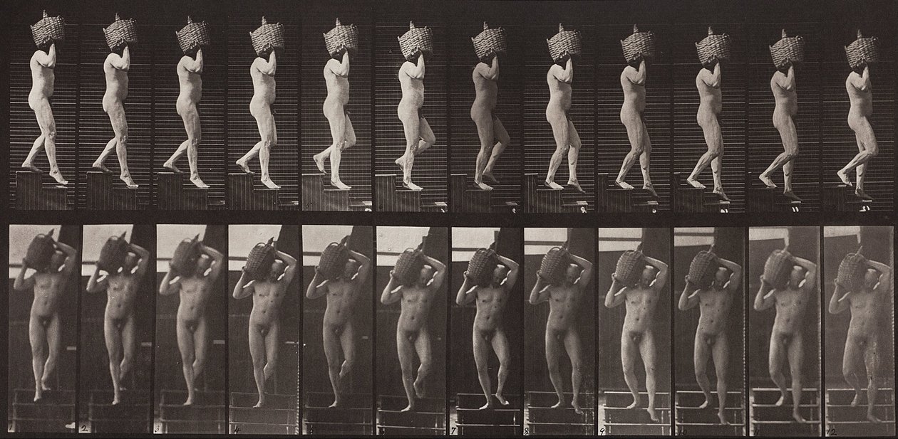 Lokomocja zwierząt, płyta 136 autorstwa Eadweard Muybridge