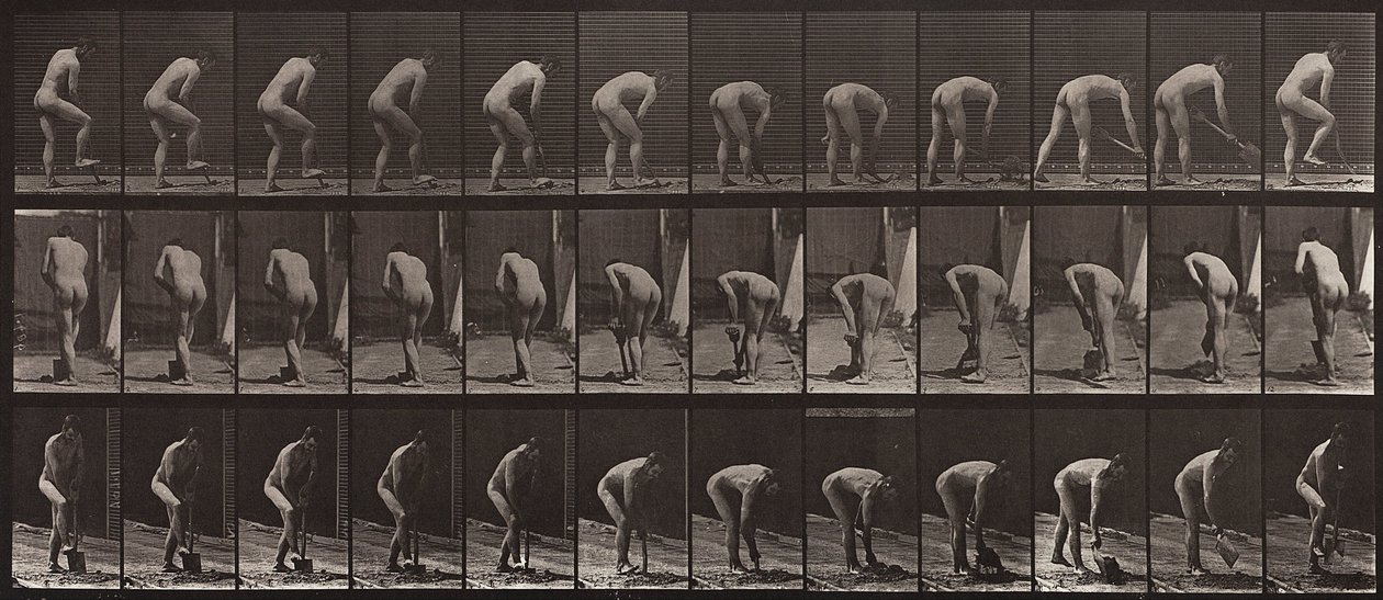 Lokomocja zwierząt, tablica 388 autorstwa Eadweard Muybridge