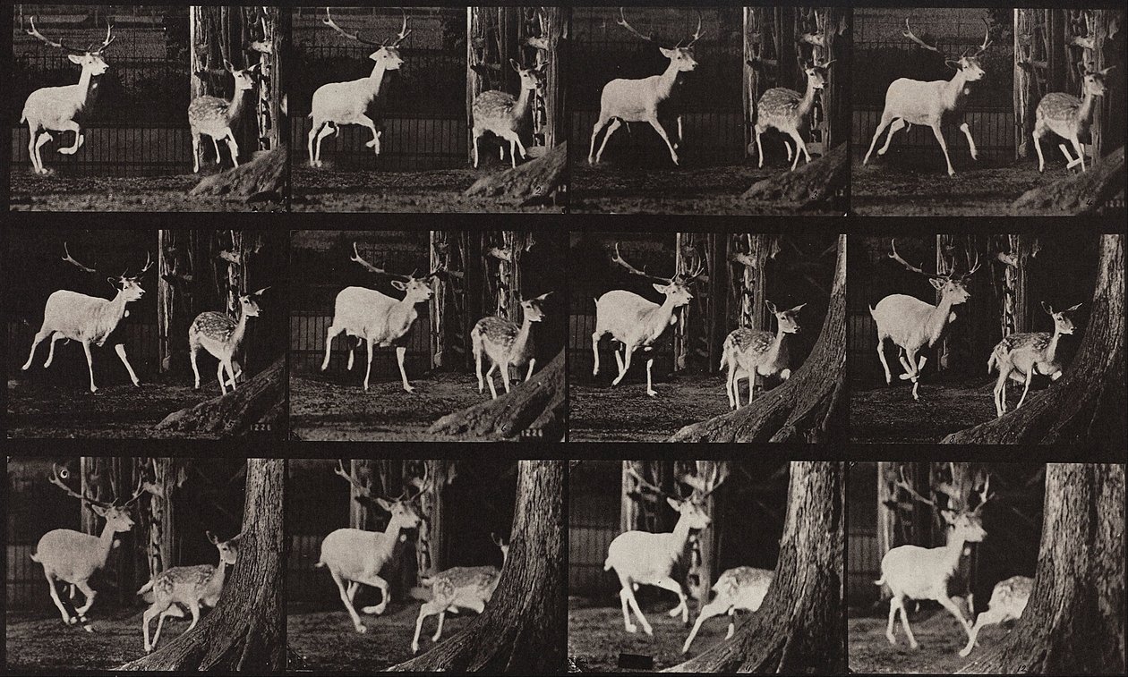 Lokomocja zwierząt, płyta 686 autorstwa Eadweard Muybridge