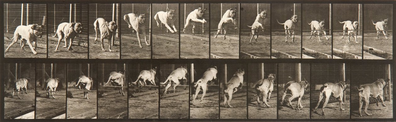 Lokomocja zwierząt, tablica 712 autorstwa Eadweard Muybridge