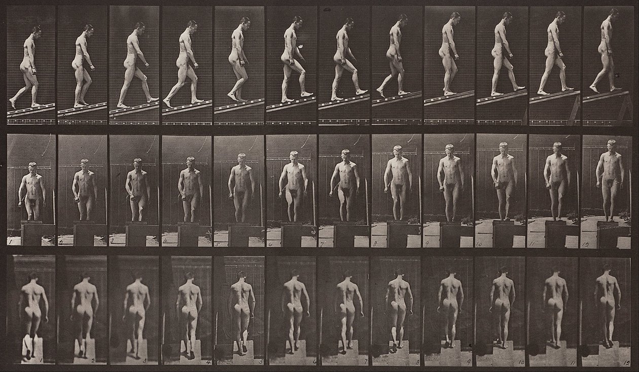 Lokomocja zwierząt, płyta 74 autorstwa Eadweard Muybridge