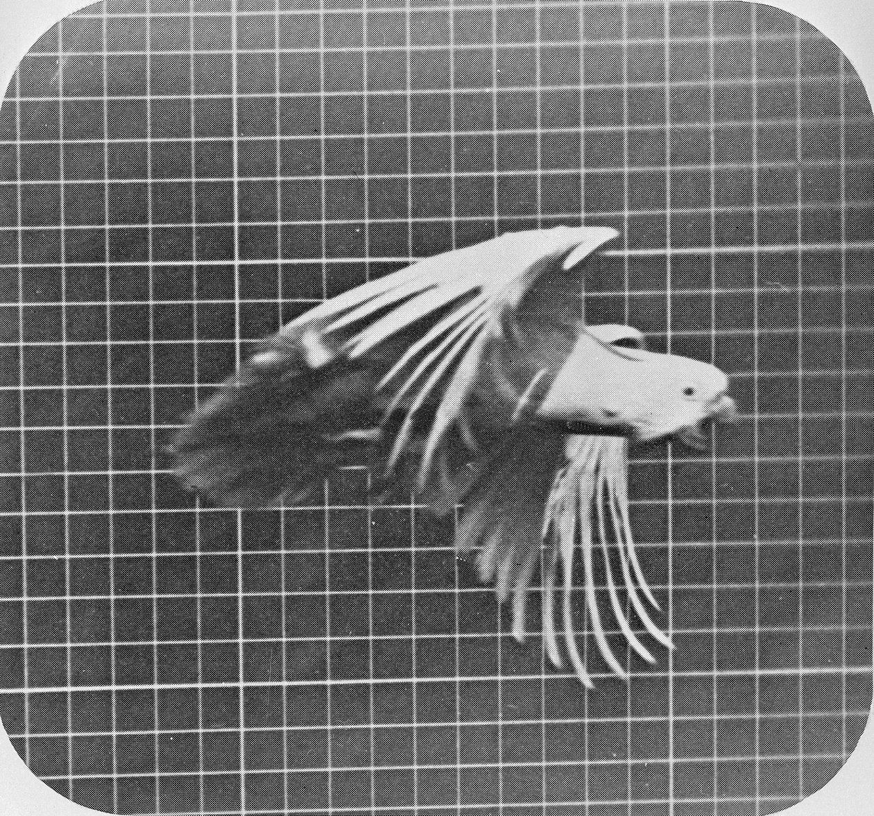 Kakadu w locie, z „Lokomocja zwierząt, elektrofotograficzne badanie kolejnych faz ruchu zwierząt”, c.1872-85 autorstwa Eadweard Muybridge