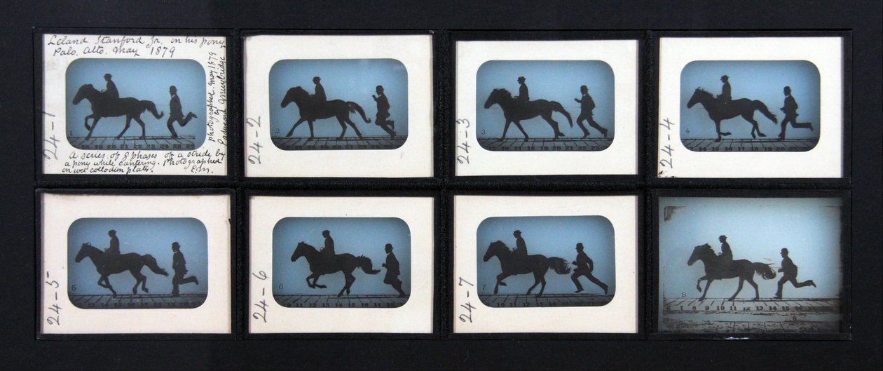 Leland Stanford Jr. na swoim kucyku cygańskim autorstwa Eadweard Muybridge