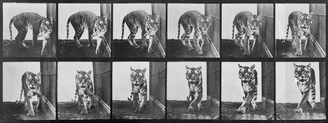 Tygrys stymuluje z filmu „Animal Locomotion”, 1887 r. autorstwa Eadweard Muybridge
