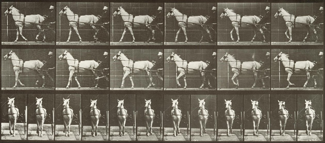 Chodząca, Sulky, Jasnoszara klacz, Katydid autorstwa Eadweard Muybridge