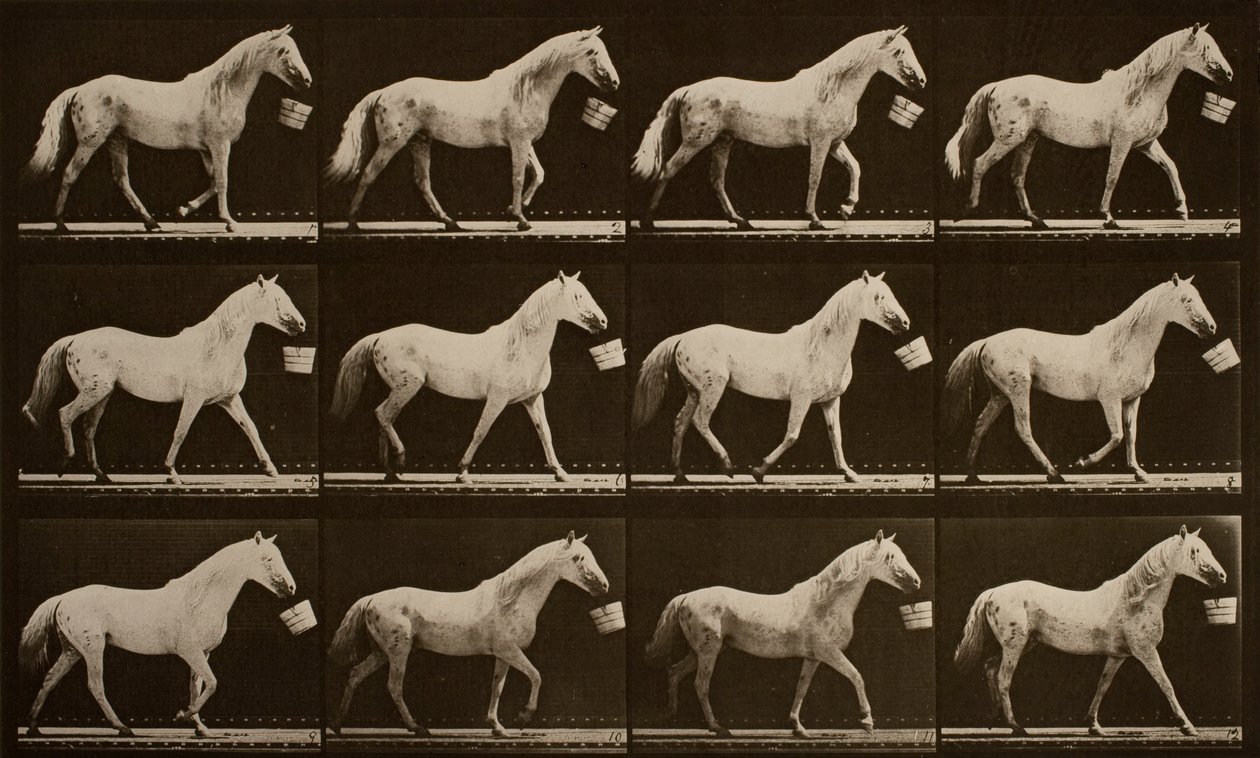 Chodzenie z wiadrem w ustach; jasnoszary koń, Orzeł autorstwa Eadweard Muybridge