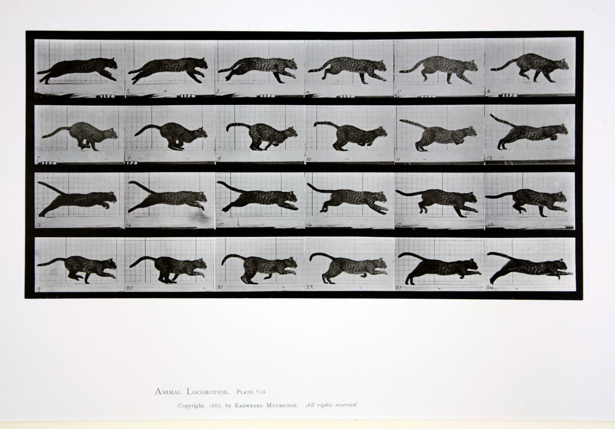 Biegnący kot, tablica 720 z "Animal Locomotion", 1887 autorstwa Eadweard Muybridge